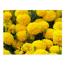 Bright Yellow Flowers on Postcard postcards