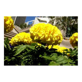 Bright Yellow Flowers Poster