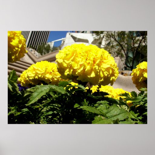 Bright Yellow Flowers Poster