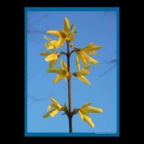 Bright Yellow Forsythia Flowers Flower Photo posters