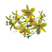 Bright Yellow Lilies Ladies t-shirts