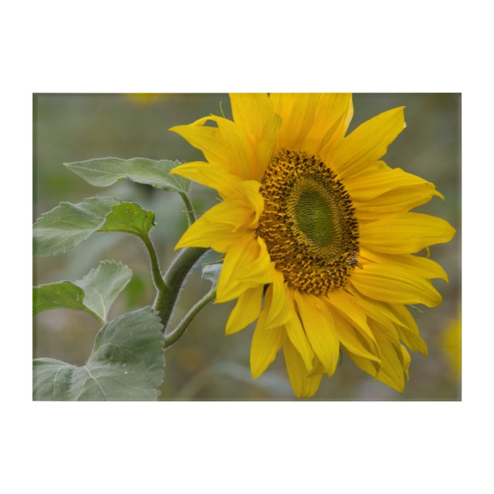 Bright yellow sunflower close-up CC0852 Acrylic Print
