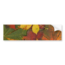Brightly Colored Fall Leaves Bumper Stickers