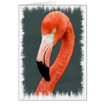 Brilliant Flamingo Greeting Card