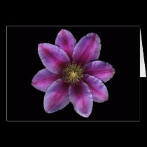 Brilliant Fuscia Clematis cards