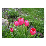 Brilliant in Pink Greeting Card