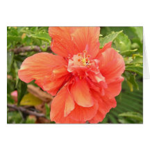 Brilliant Orange Hibiscus Greeting Cards