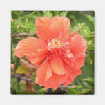 Brilliant Orange Hibiscus Refrigerator Magnets