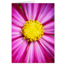 Brilliant Pink Cosmo Cards
