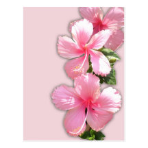 Brilliant Pink Hibiscus Flowers Postcard