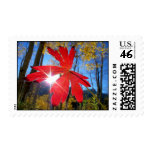 ‘Brilliant Red’ Geranium postage