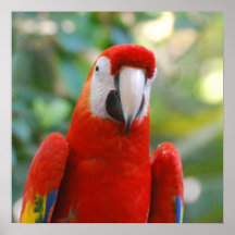 Brilliant Red Parrot Poster