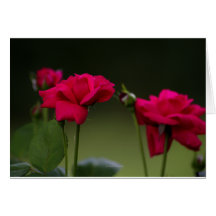 Brilliant Rose Greeting Card
