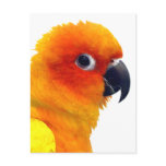 Brilliant Sun Conure Post Card