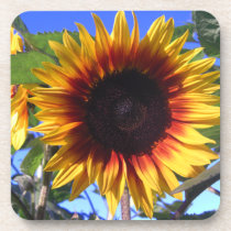 Brilliant Sunflower Cork Coasters