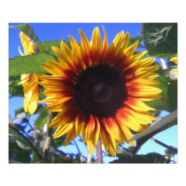Brilliant Sunflower Photo Print