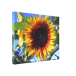 Brilliant Sunflower Wrapped Canvas Canvas Prints