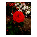 Brilliantly Red posters