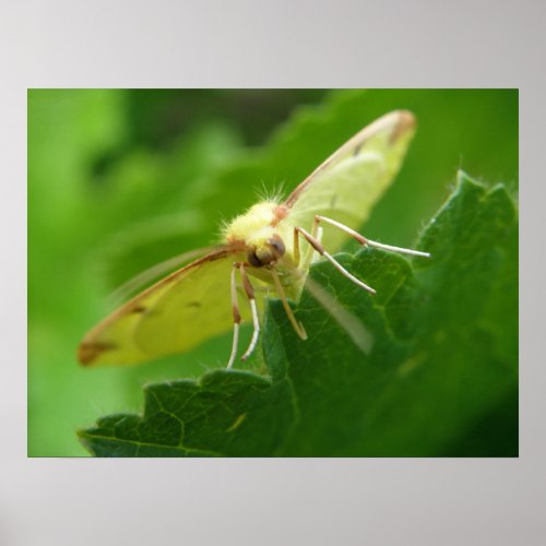 Brimstone Moth Print print