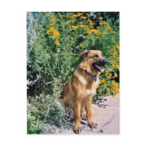 BRINDI POSTCARD