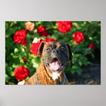 Brindle boxer dog poster