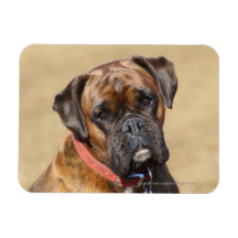 Brindle Boxer Dog Rectangular Magnet