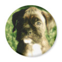 Brindle boxer puppy magnet