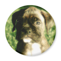 Brindle boxer puppy magnet
