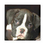 Brindle boxer puppy magnet Brindle boxer puppy magnet
