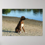Brindle boxer puppy poster posters