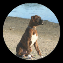 Brindle Boxer Puppy stickers stickers