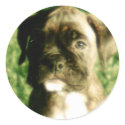Brindle boxer puppy stickers by ritmoboxer Brindle boxer puppy stickers