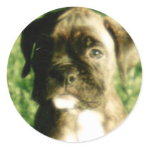 Brindle boxer puppy stickers
