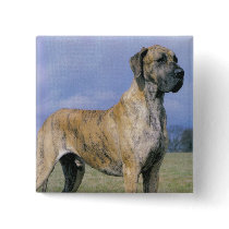 Brindle Great Dane button
