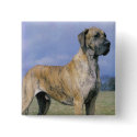 Brindle Great Dane button by rescueadog Brindle Great Dane button