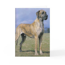 Brindle Great Dane greeting card