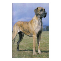 Brindle Great Dane Poster posters