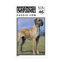 brindle Great Dane stamps