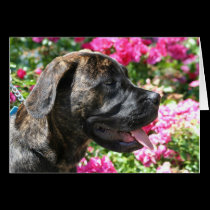 Brindle Mastiff Puppy greeting card by ritmoboxer Brindle Mastiff Puppy greeting card