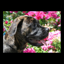 Brindle mastiff puppy poster posters