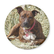 Brindle Pit Bull on Hay Magnets