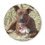 Brindle Pit Bull on Hay magnets