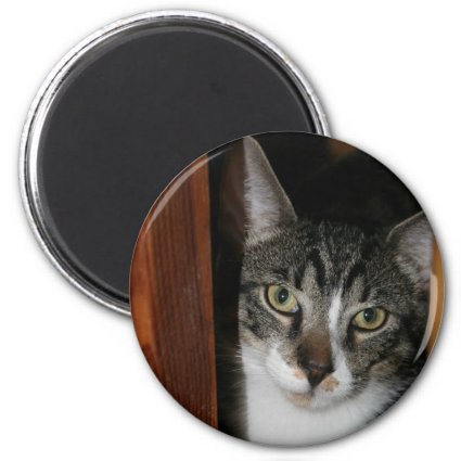 Brindled and white cat framed in wood refrigerator magnets