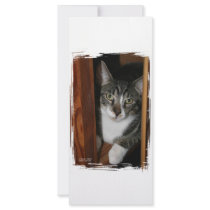 Brindled and white cat framed in wood custom rack card