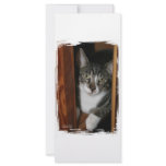Brindled and white cat framed in wood custom rack card