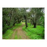 Briones Oaks