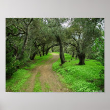 Briones Oaks Posters