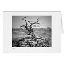 Bristlecone cards by kenforst Bristlecone cards