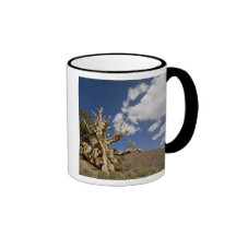 Bristlecone pine in Ancient Bristlecone Forest, Mug