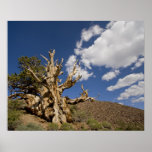 Bristlecone pine in Ancient Bristlecone Forest,